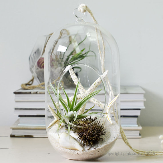 beach terrarium